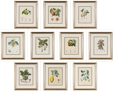 Lot 112 - After Poiteau and Turpin [FRUIT STUDIES] Ten...