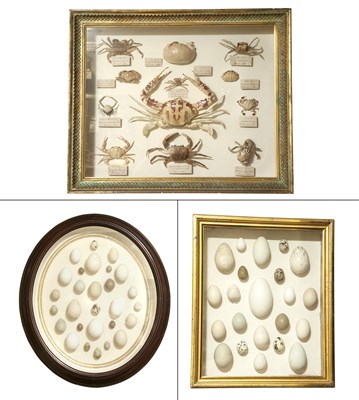 Lot 308 - Group of Three Natural History Shadowboxes Two...