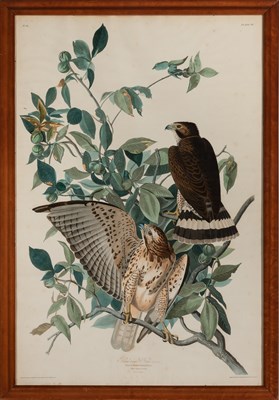 Lot 350 - After John James Audubon (1785-1851)...