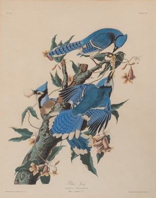 Lot 93 - After John James Audubon (1785-1851) BLUE JAY...