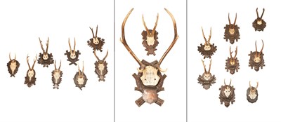 Lot 243 - Group of Eighteen Antlers Including one dated...