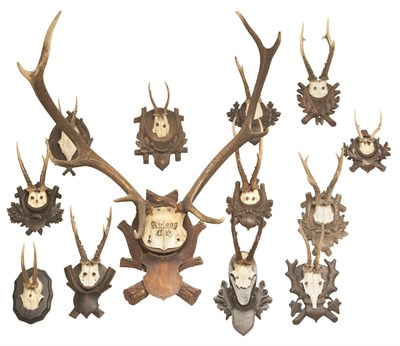 Lot 245 - Group of Thirteen Antlers Including one dated...