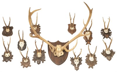Lot 246 - Group of Thirteen Antlers Including one dated...