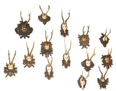 Lot 247 - Group of Fourteen Antlers Including one...