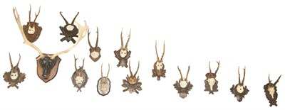 Lot 255 - Group of Fourteen Antlers Height of largest 30...
