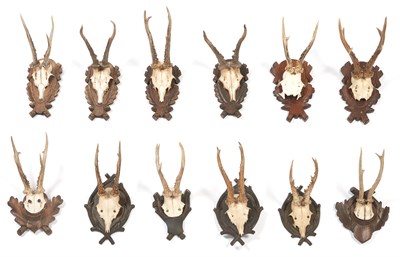 Lot 246A - Group of Twelve Antlers Height of largest 14...