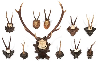 Lot 247A - Group of Eleven Antlers Including one marked...