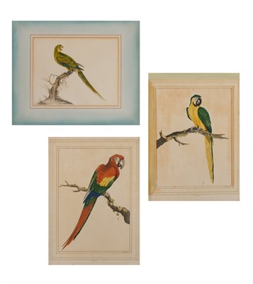 Lot 73 - William Hayes British, 1735-1802 Red Macaw and...