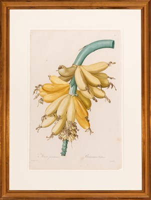 Lot 115 - After Pierre-Joseph Redouté (1759-1840) MUSA...