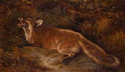 Lot 7 - Robert Cleminson British, 1864-1903 Fox (After...
