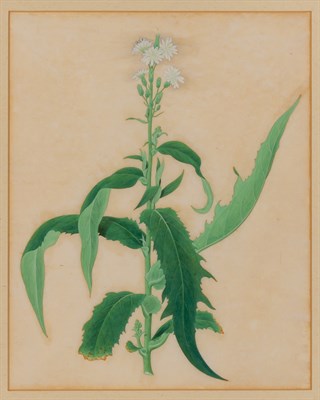 Lot 61 - Chinese School 18th-19th Century White Flowers...