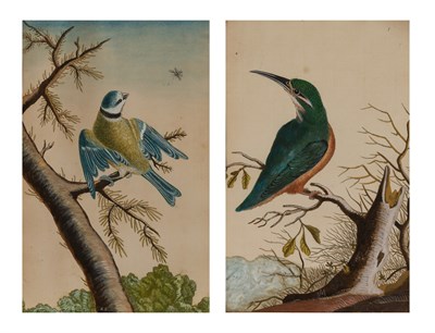 Lot 82 - English School 18th Century Kingfisher and...