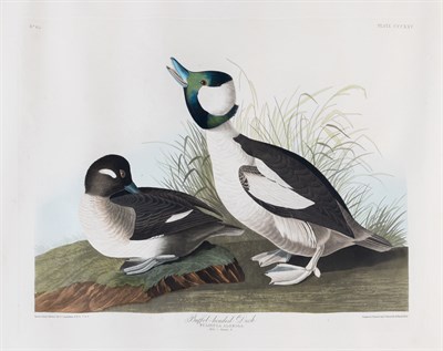 Lot 34 - After John James Audubon (1785-1851)...