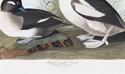 Lot 34 - After John James Audubon (1785-1851)...