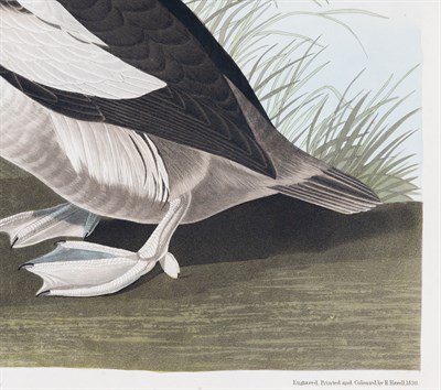 Lot 34 - After John James Audubon (1785-1851)...