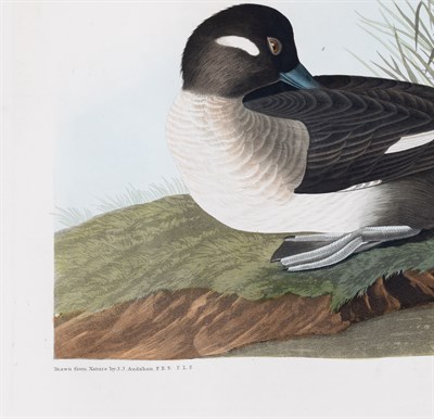 Lot 34 - After John James Audubon (1785-1851)...