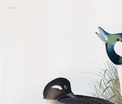 Lot 34 - After John James Audubon (1785-1851)...