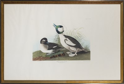 Lot 34 - After John James Audubon (1785-1851)...