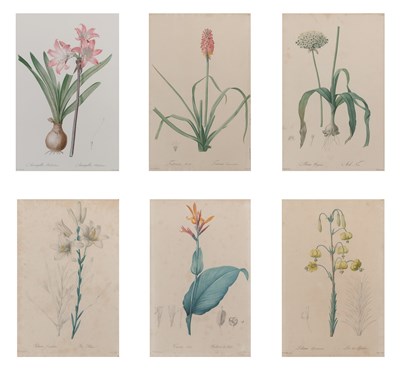 Lot 184 - After Pierre-Joseph Redoute [FLOWER STUDIES]...
