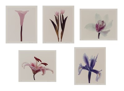 Lot 105 - PHOTOGRAPHS Group of five translucent flower...