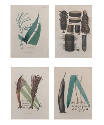 Lot 59 - Artist Unknown [PLANT AND TREE STUDIES] Four...