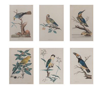 Lot 58 - J. F. Miller [PARROT STUDIES] Six hand-colored...