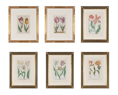 Lot 137 - Johann Wilhelm Weinmann (1683-1741) [TULIP...