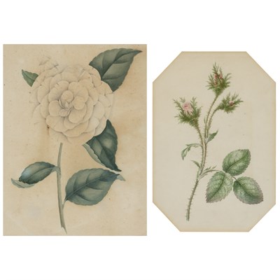 Lot 30 - French School 19th Century Tea Roses and White...