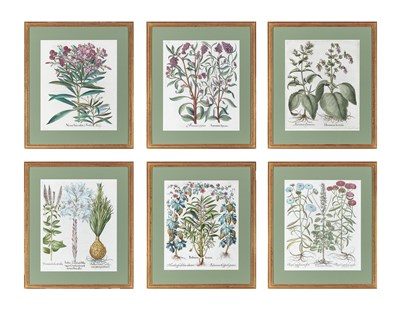 Lot 105 - Basilius Besler (1561-1629) [PLANT STUDIES]...