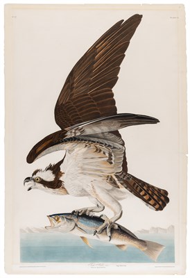 Lot 32 - After John James Audubon (1785-1851) FISH HAWK...