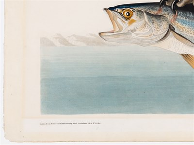 Lot 32 - After John James Audubon (1785-1851) FISH HAWK...
