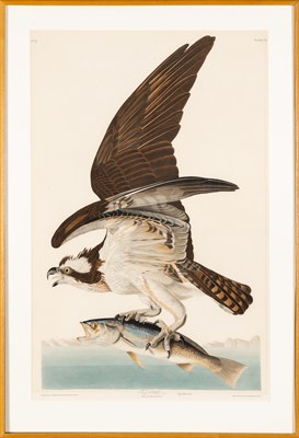 Lot 32 - After John James Audubon (1785-1851) FISH HAWK...