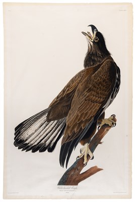 Lot 33 - After John James Audubon (1785-1851)...