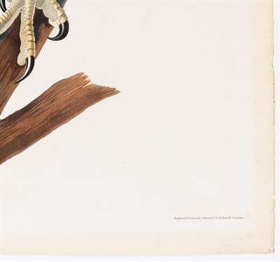 Lot 33 - After John James Audubon (1785-1851)...