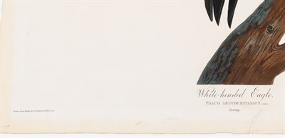 Lot 33 - After John James Audubon (1785-1851)...