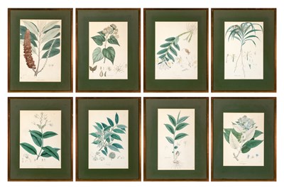 Lot 137 - Maxim Gauci, lithographer (1774-1854) [PLANT...