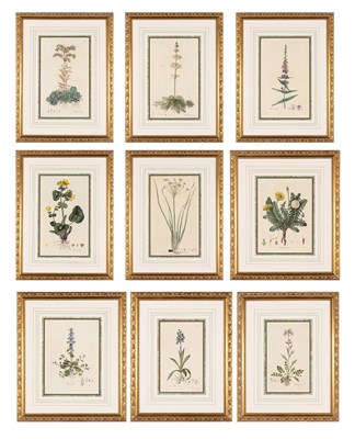 Lot 105 - William Curtis (1746-1799) [PLANT STUDIES]...
