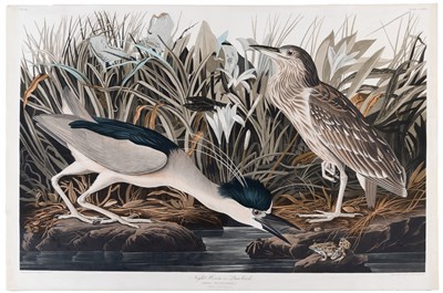 Lot 31 - After John James Audubon (1785-1851) NIGHT...