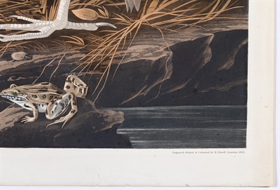 Lot 31 - After John James Audubon (1785-1851) NIGHT...