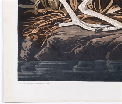 Lot 31 - After John James Audubon (1785-1851) NIGHT...
