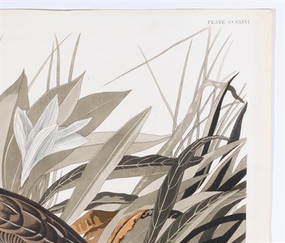 Lot 31 - After John James Audubon (1785-1851) NIGHT...