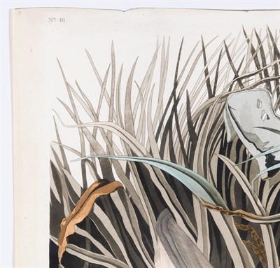 Lot 31 - After John James Audubon (1785-1851) NIGHT...