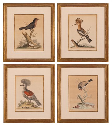 Lot 104 - George Edwards (1694-1773) [BIRD STUDIES] Four...