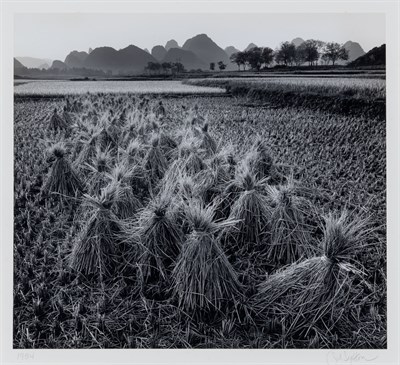 Lot 117 - SEXTON, JOHN (b. 1953) Rice Fields, Dusk, Near...