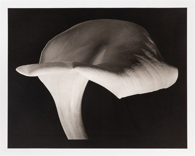 Lot 77 - HORST, HORST P. (1906-1999) Calla Lily, 1944,...