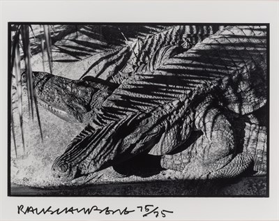Untitled [Alligator, Fort Myers]