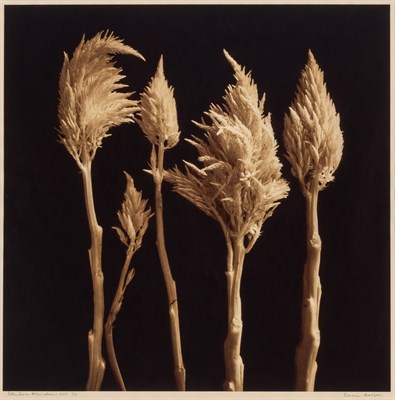 Lot 107 - BARROW, REENIE (b. 1944) Three photographs....
