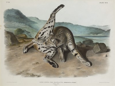 Lot 1091 - After John James Audubon (1785-1851) LYNX...