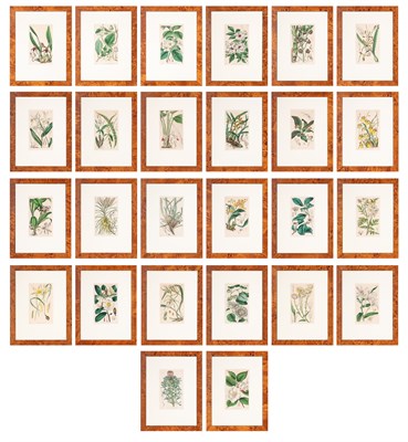 Lot 101 - Walter Hood Fitch (1817-1892) [BOTANICAL...
