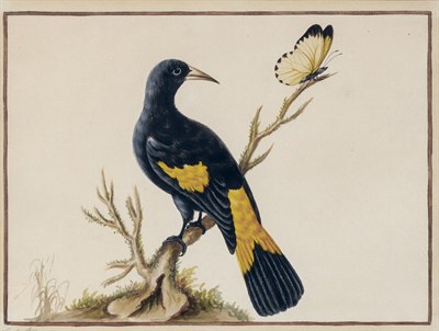 Lot 58 - Sarah Stone British, 1760-1884 Black Bird on a...